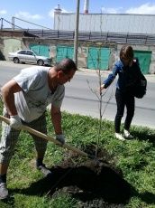 Продолжается социальный проект по озеленению Дзержинского района