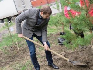 Депутат Сергей Кальченко организовал посадку деревьев в сквере «Радужный»